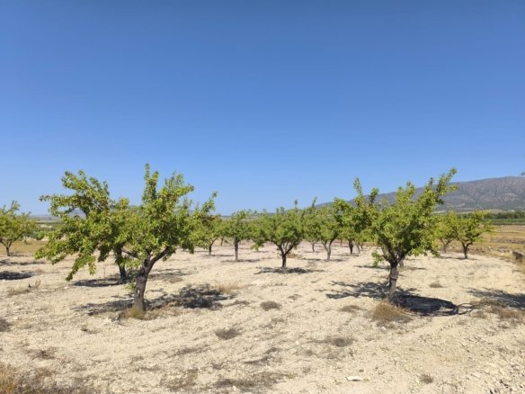 3,753 m² Land in Monóvar/Monóver - Caza De Casa