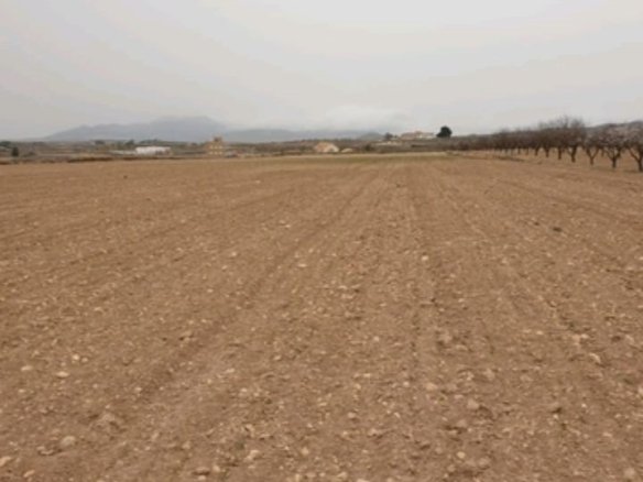 21,838 m² Land in Pinoso - Caza De Casa