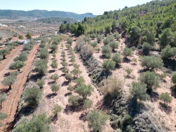 9,391 m² Land in Pinoso - Caza De Casa
