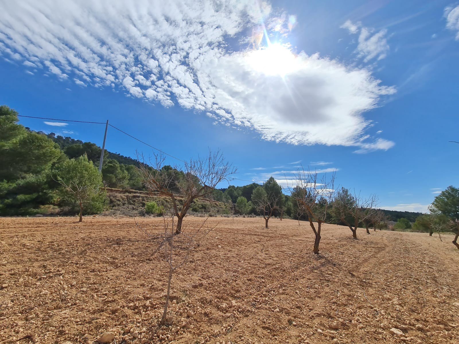 7e9d6ee92aaa2a97 Land in Pinoso - Caza De Casa