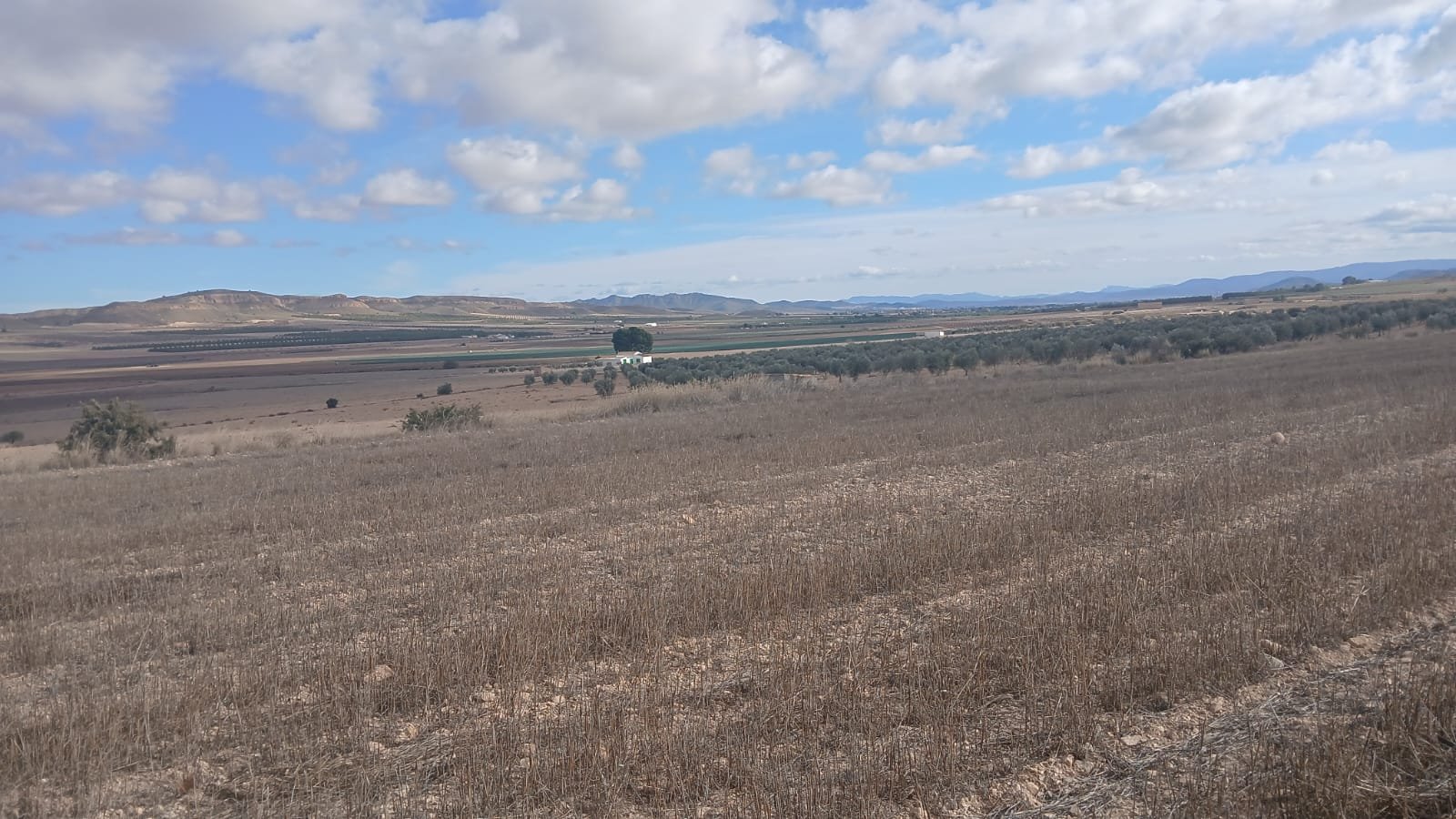 110,000 m² Land in Yecla - Caza De Casa
