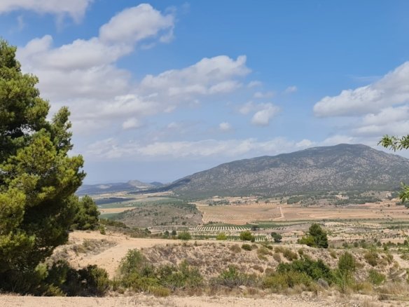 31,486 m² Land in Yecla - Caza De Casa