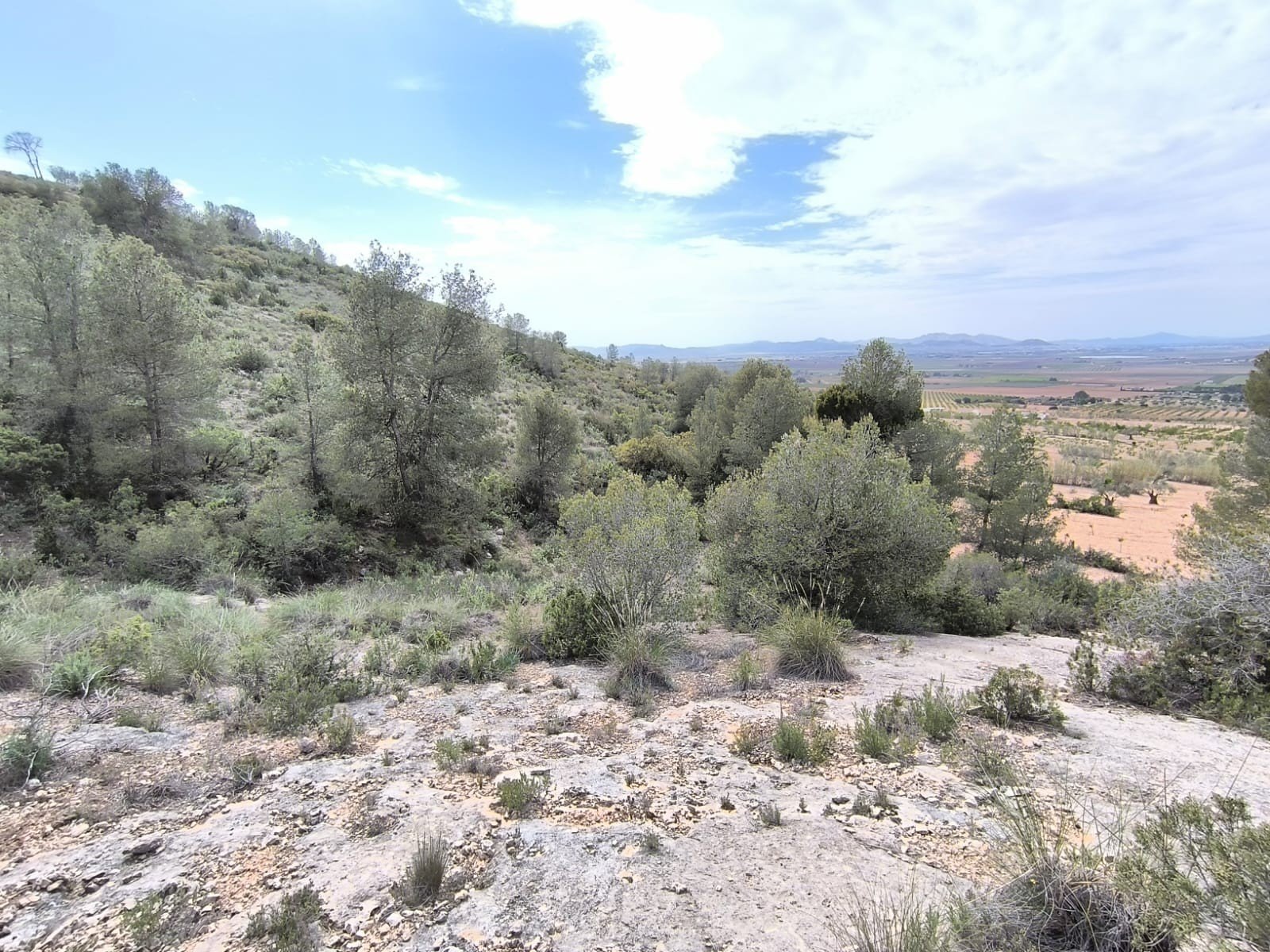 Land in Yecla - Caza De Casa