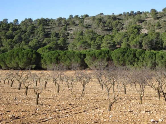 8,266 m² Land in Yecla - Caza De Casa