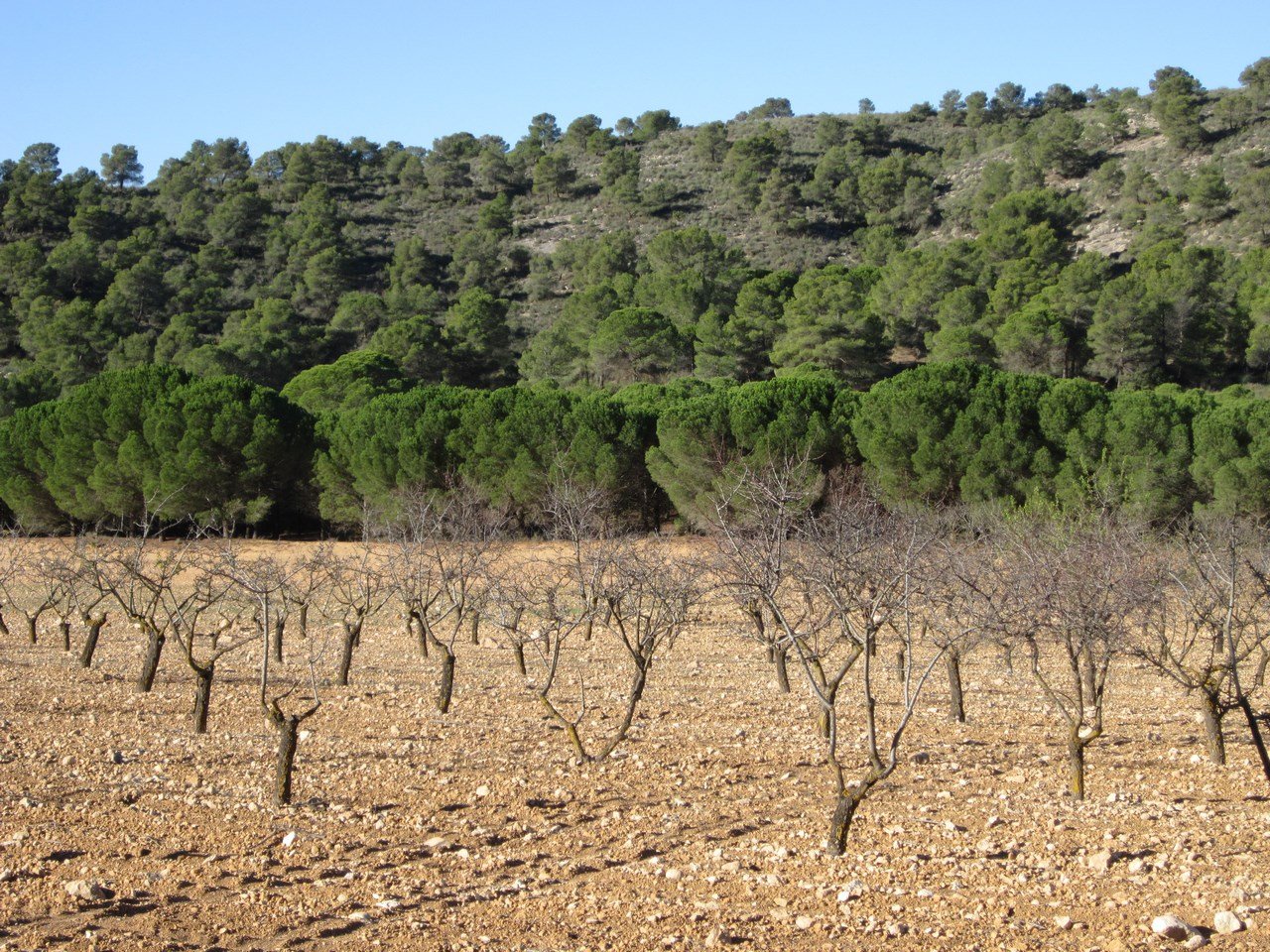 8,266 m² Land in Yecla - Caza De Casa