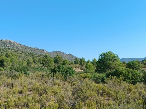 5,886 m² Land in Yecla - Caza De Casa