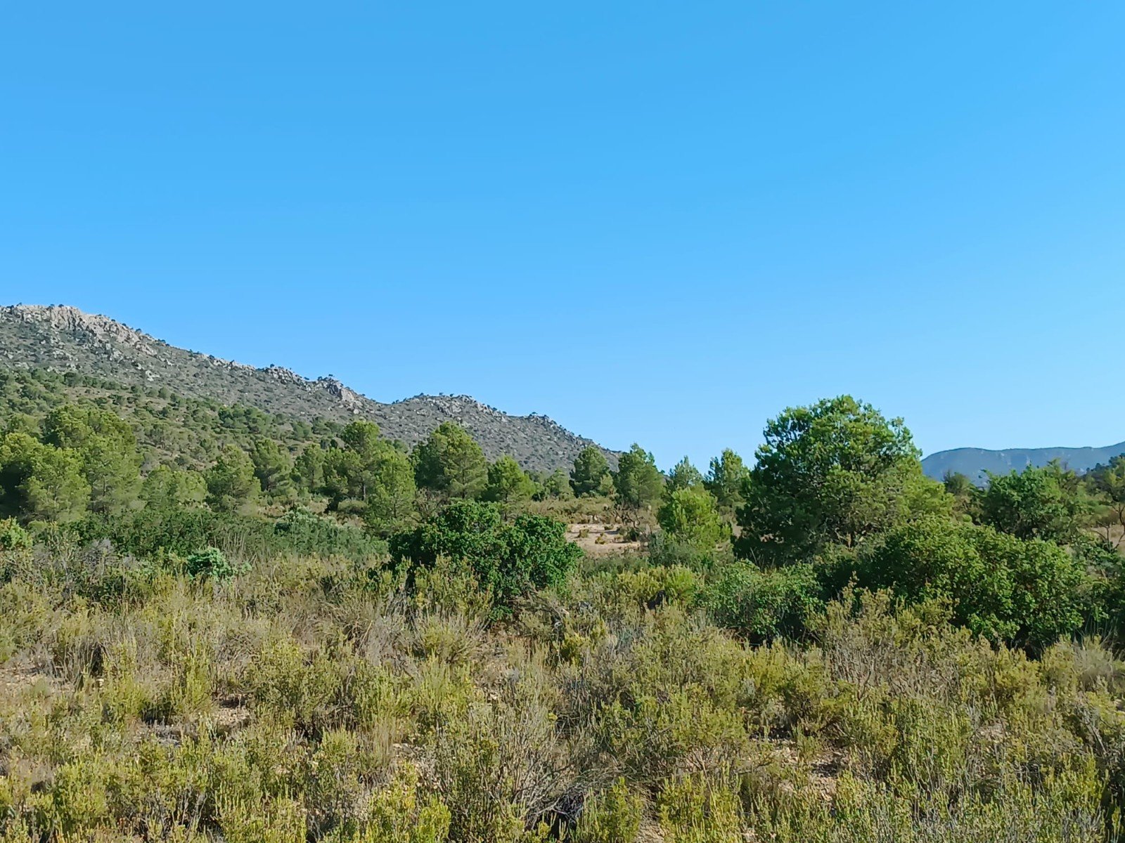 5,886 m² Land in Yecla - Caza De Casa