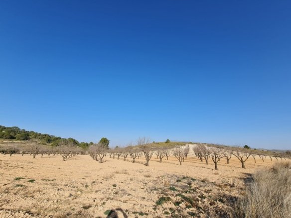 19,338 m² Land in Jumilla - Caza De Casa