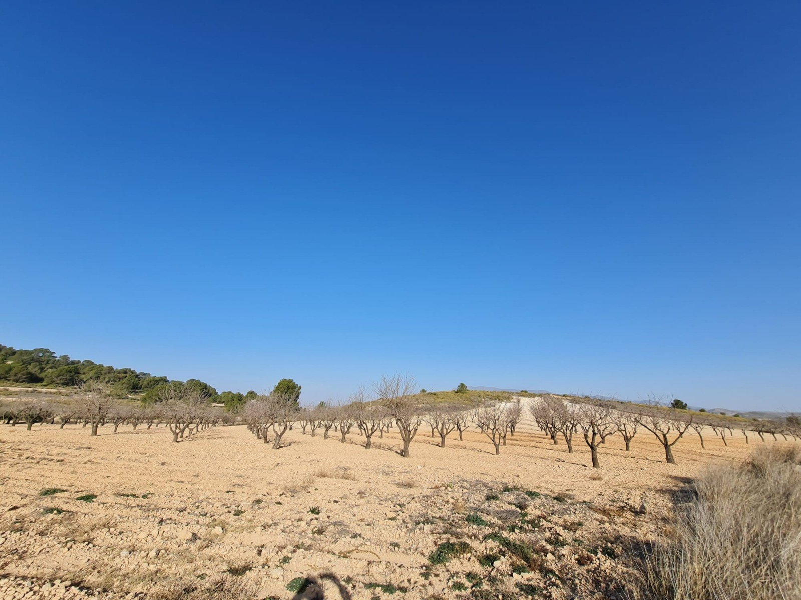 19,338 m² Land in Jumilla - Caza De Casa