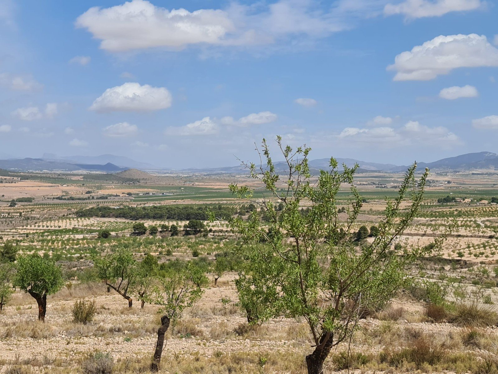 31,486 m² Land in Yecla - Caza De Casa