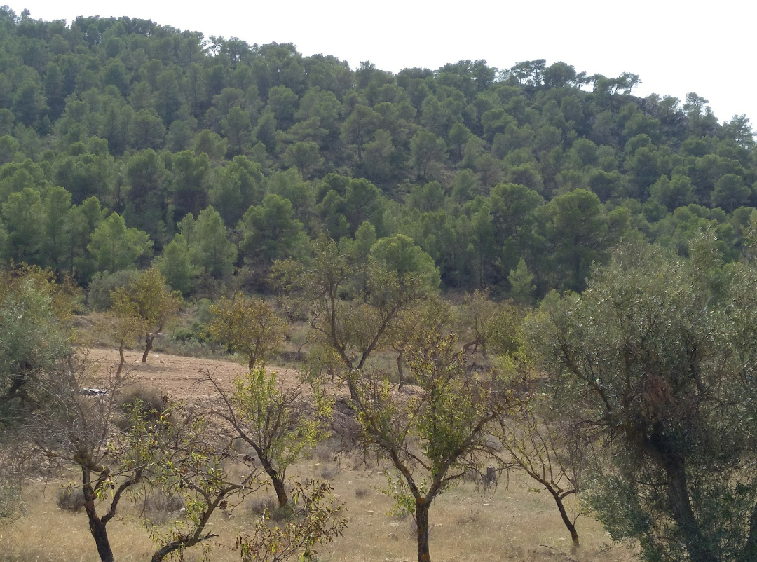 8376dc873166247a Land in Abanilla - Caza De Casa
