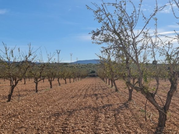 27,528 m² Land in Pinoso - Caza De Casa