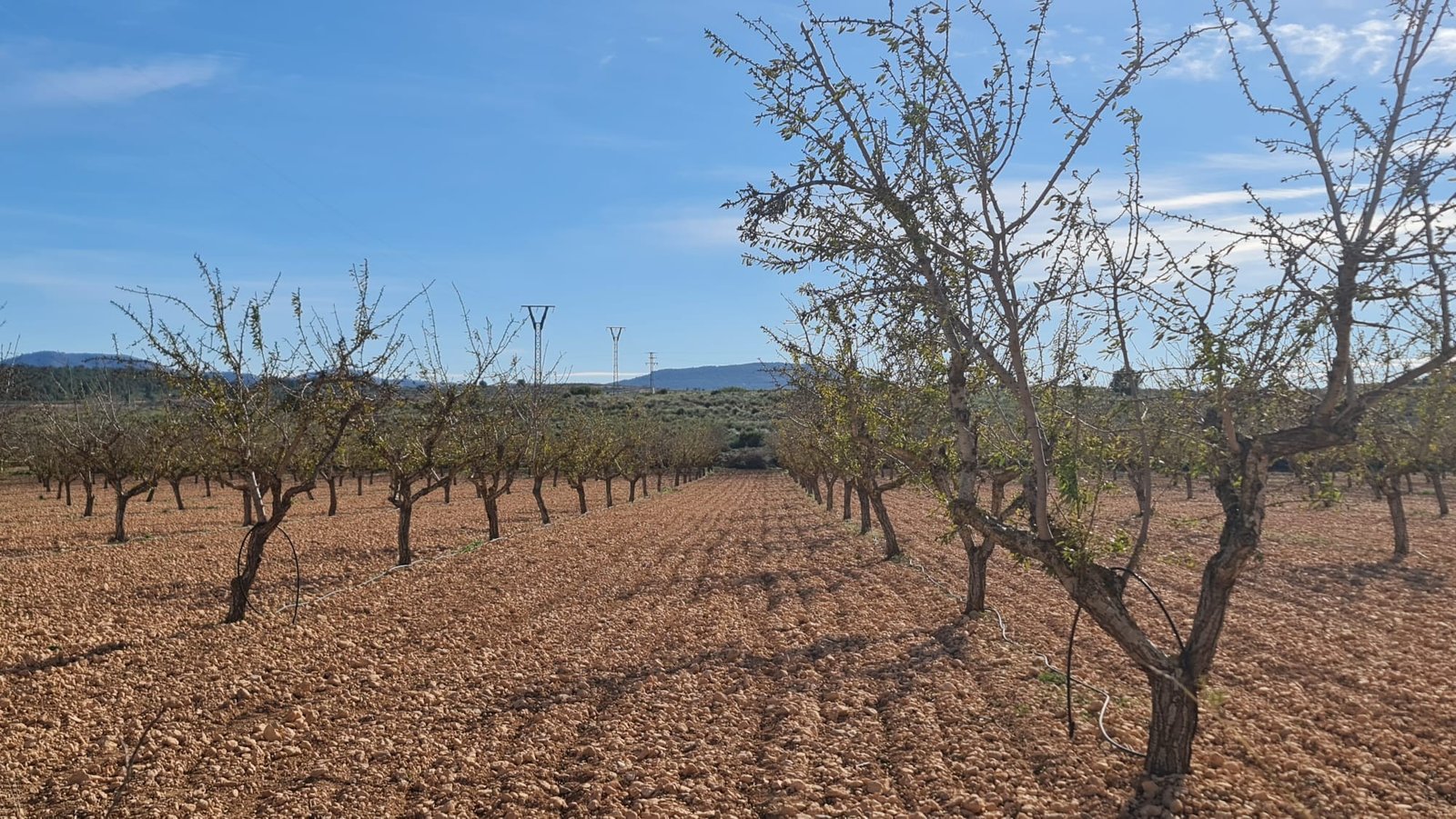 27,528 m² Land in Pinoso - Caza De Casa