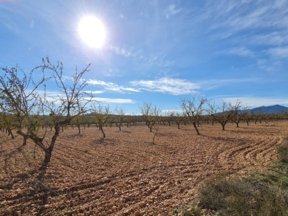 27,528 m² Land in Pinoso - Caza De Casa