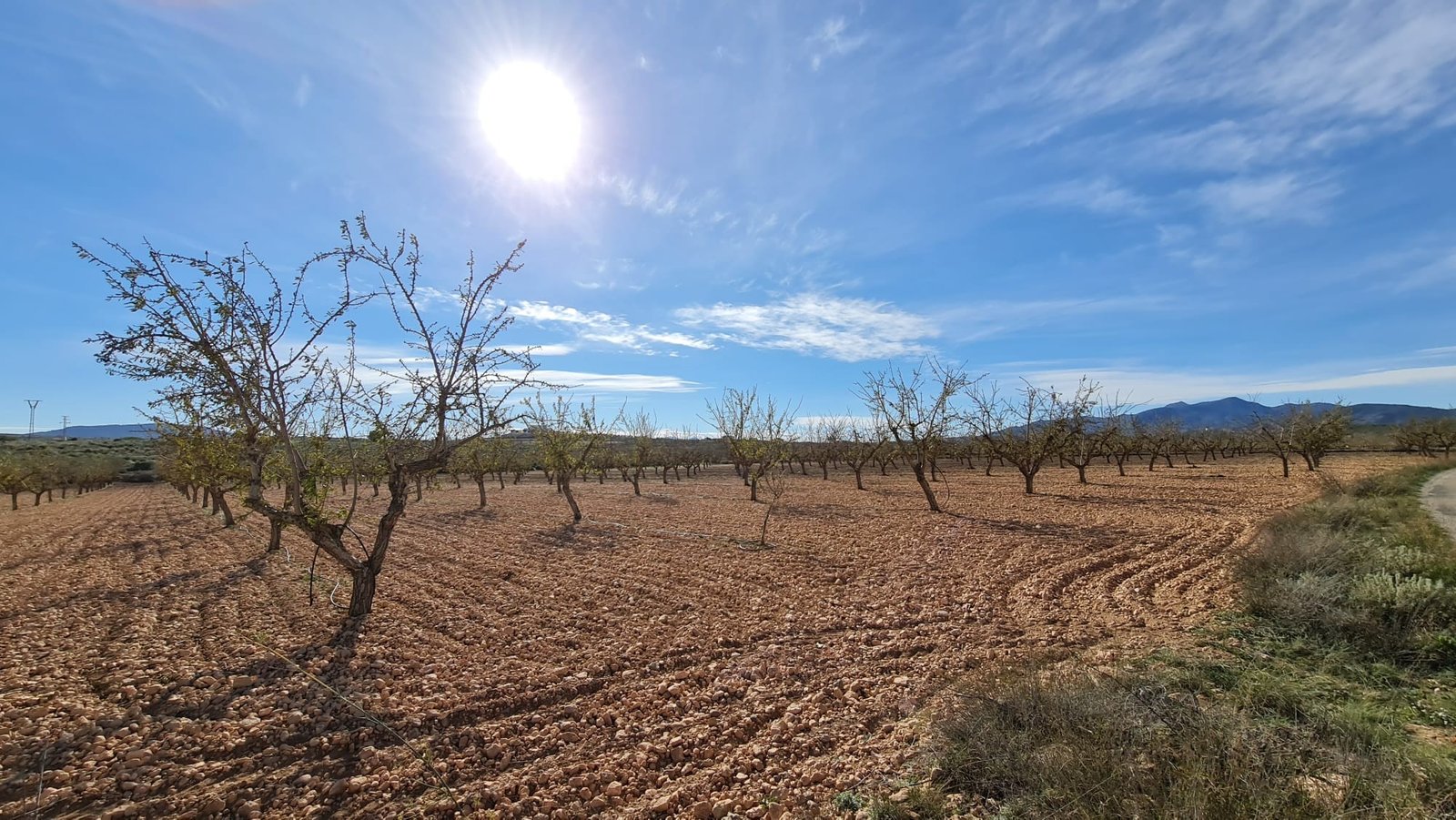 27,528 m² Land in Pinoso - Caza De Casa