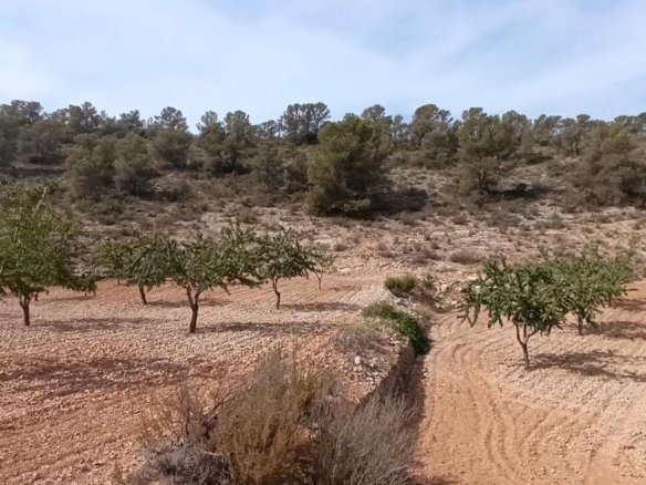 Land in Abanilla - Caza De Casa