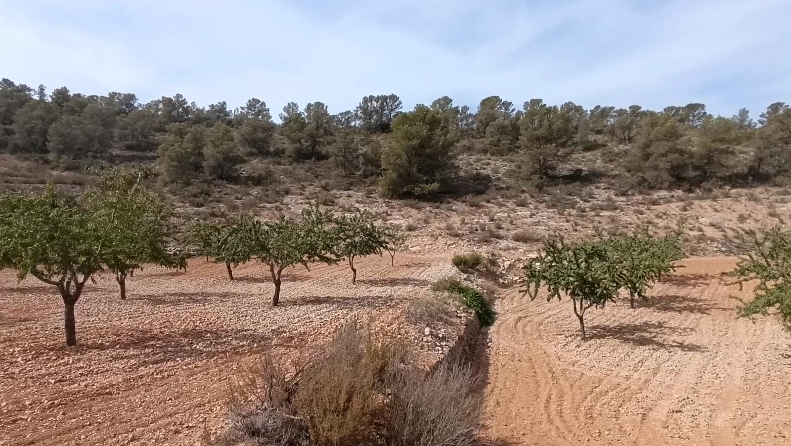 Land in Abanilla - Caza De Casa