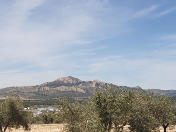 22,499 m² Land in Sax - Caza De Casa