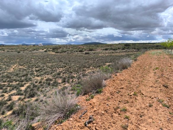 16,137 m² Land in Pinoso - Caza De Casa
