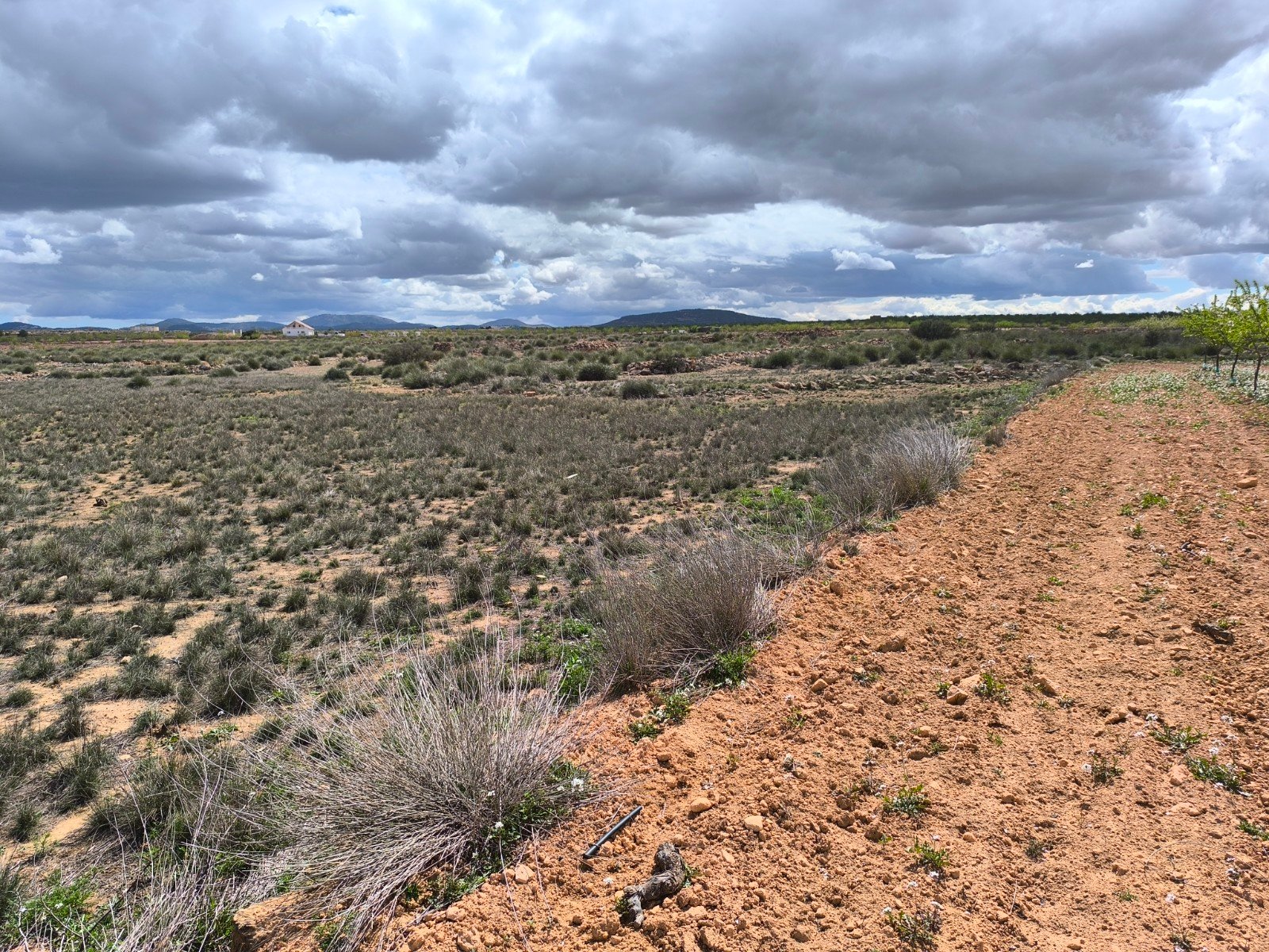 16,137 m² Land in Pinoso - Caza De Casa