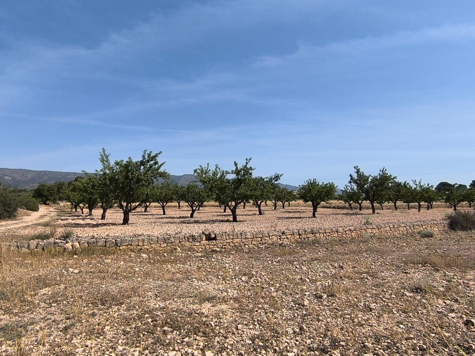 4,780 m² Land in Monóvar/Monóver - Caza De Casa