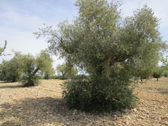Land in Yecla - Caza De Casa