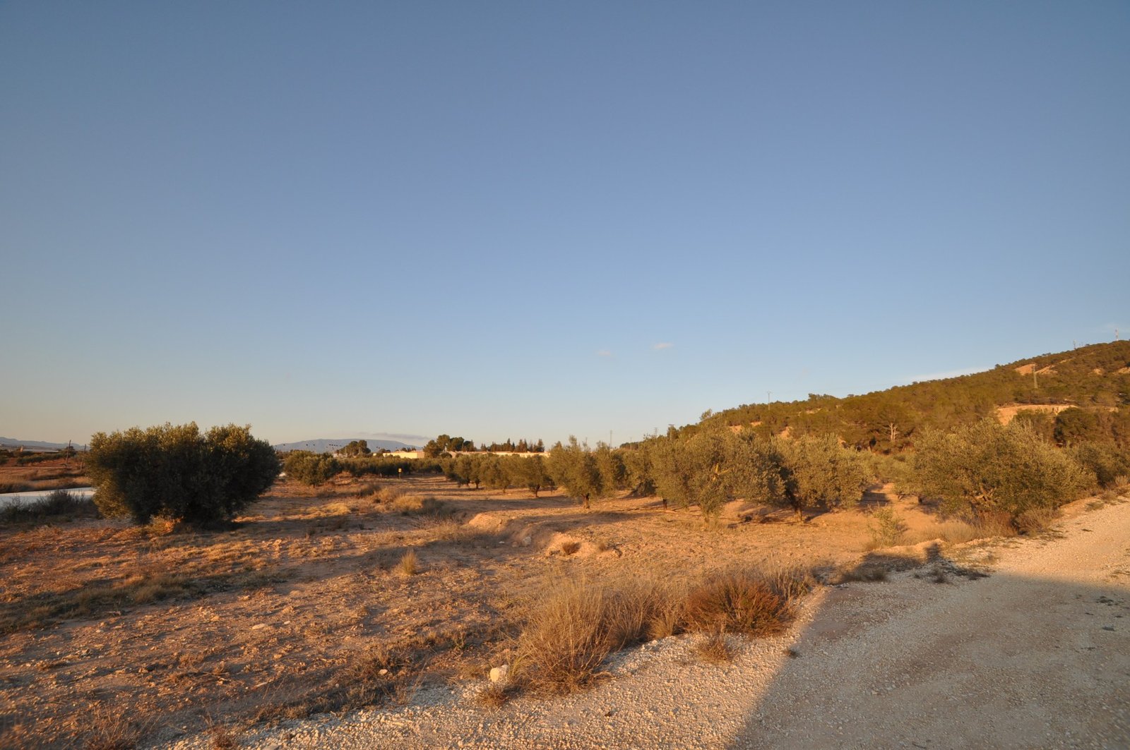 13,020 m² Land in Pinoso - Caza De Casa