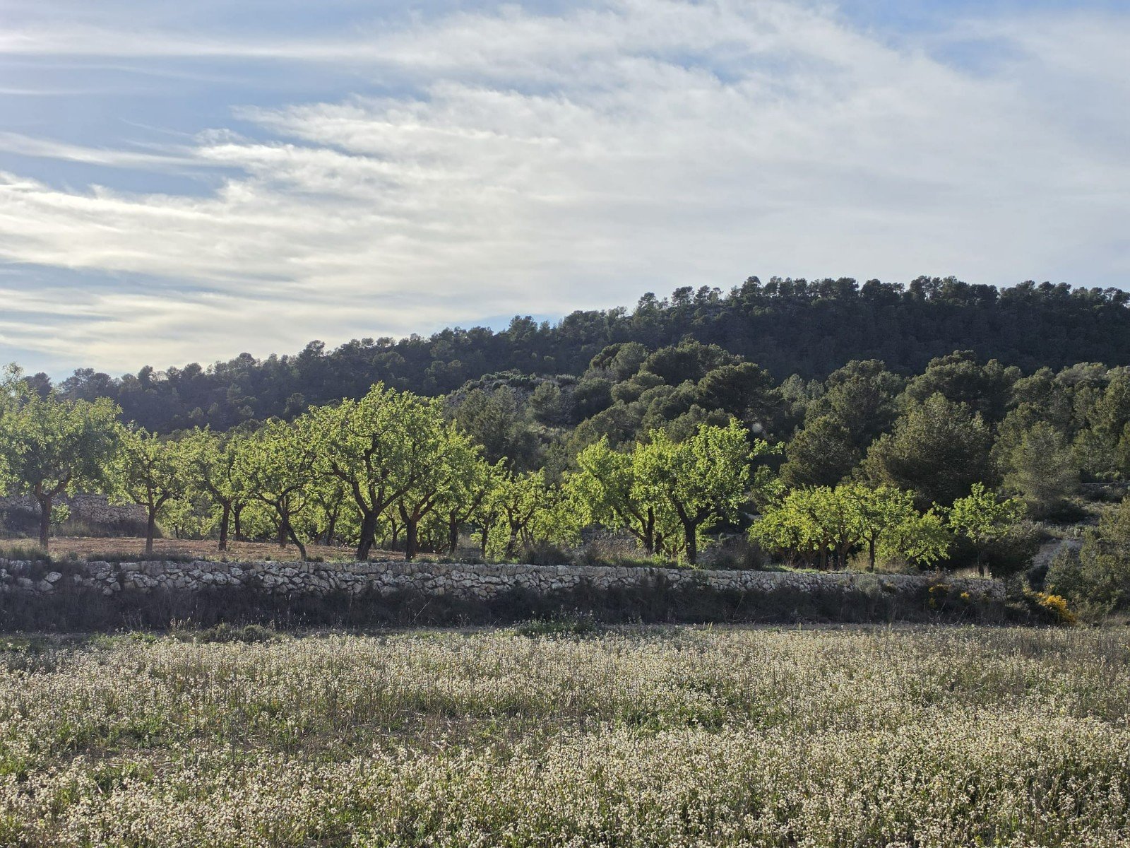 8,802 m² Land in Monóvar/Monóver - Caza De Casa