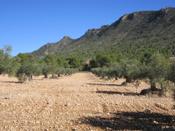 Land in Yecla - Caza De Casa