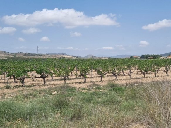 Land in Pinoso - Caza De Casa