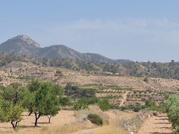 Land in Abanilla - Caza De Casa