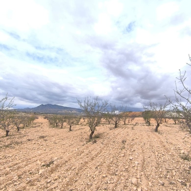 Land in Pinoso - Caza De Casa