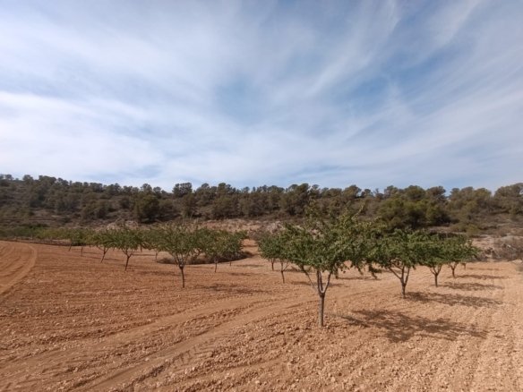 Land in Abanilla - Caza De Casa