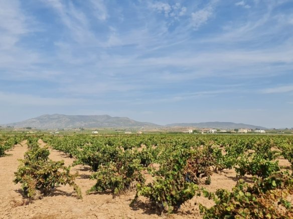 Land in Pinoso - Caza De Casa