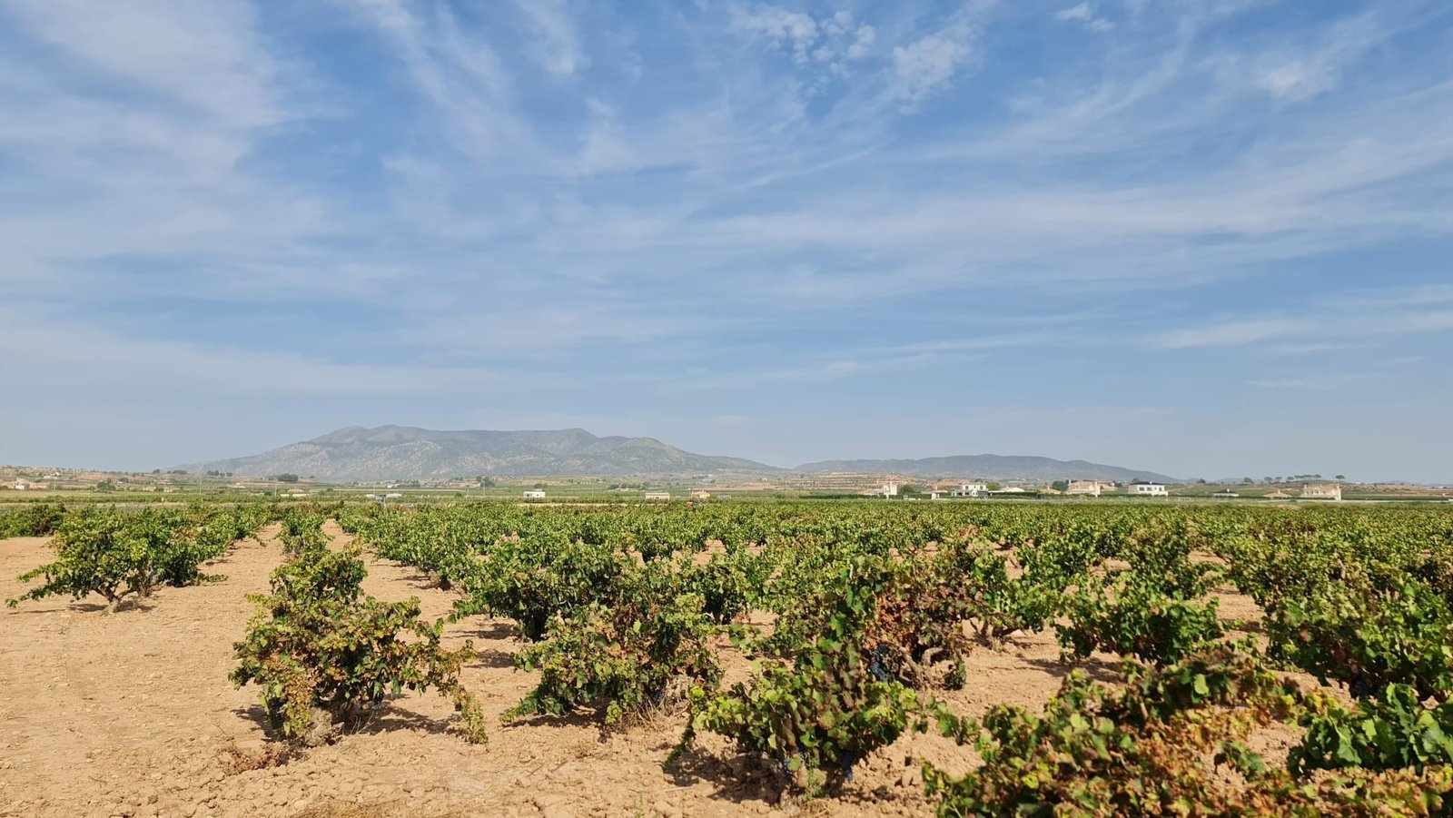 Land in Pinoso - Caza De Casa