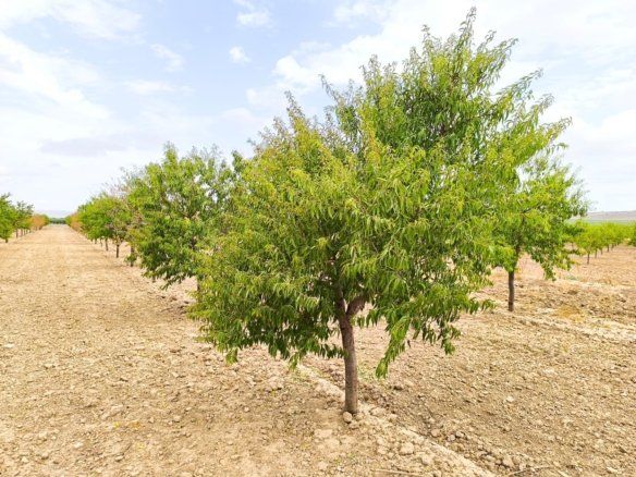 55,162 m² Land in Yecla - Caza De Casa