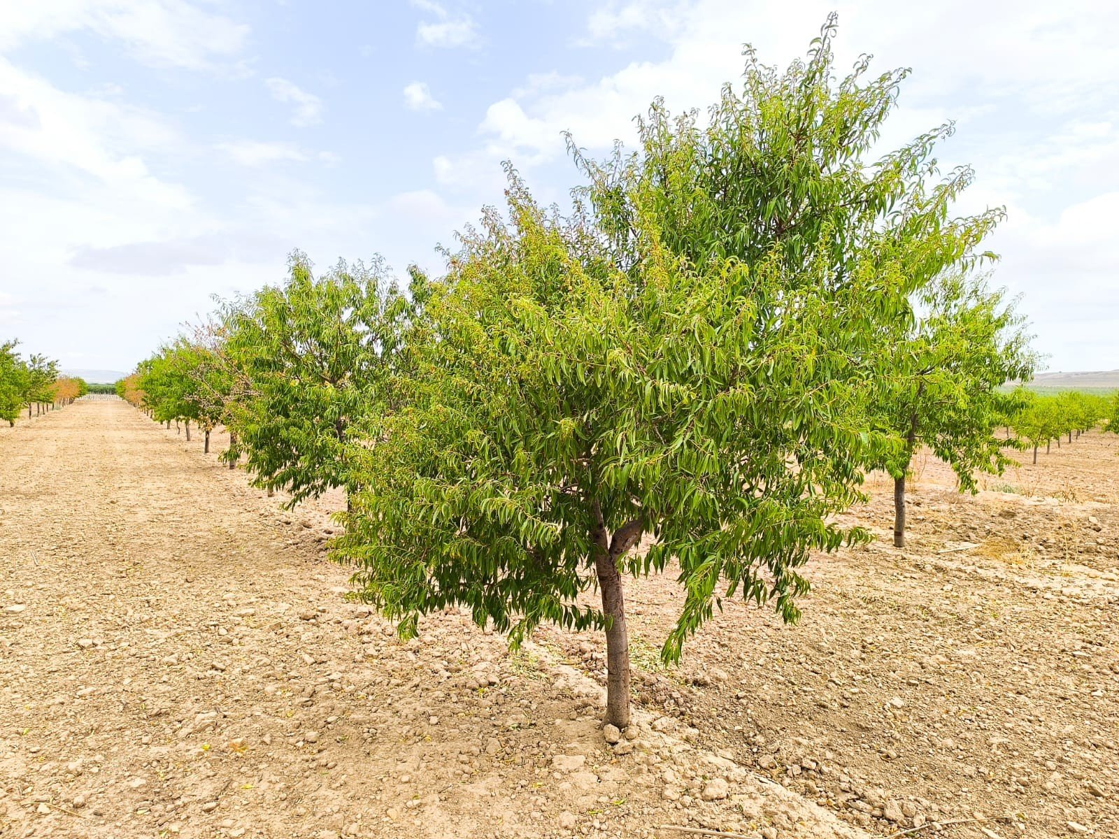55,162 m² Land in Yecla - Caza De Casa