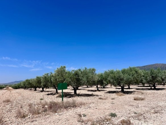 48,000 m² Land in Monóvar/Monóver - Caza De Casa