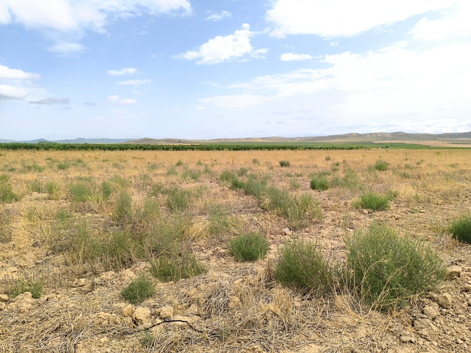 55,162 m² Land in Yecla - Caza De Casa