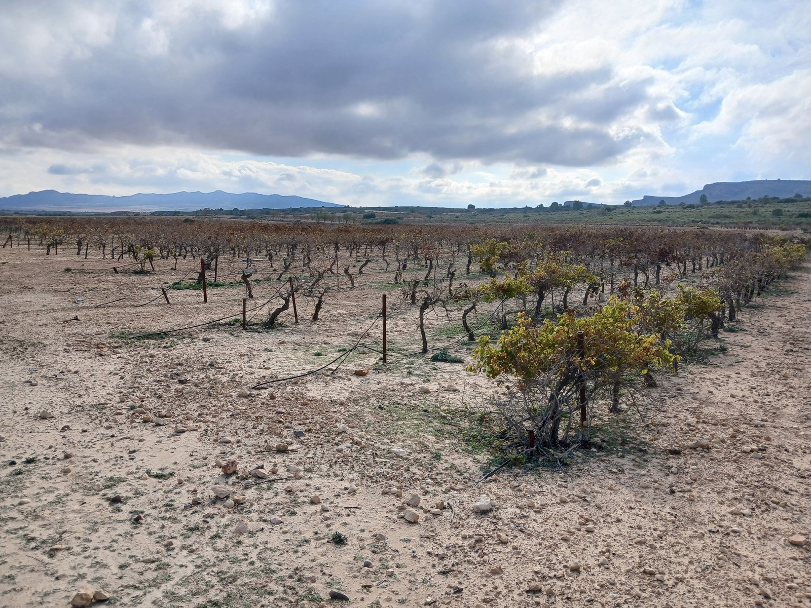 600 m² Land in Yecla - Caza De Casa