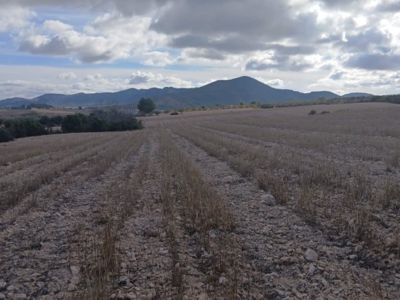 110,000 m² Land in Yecla - Caza De Casa