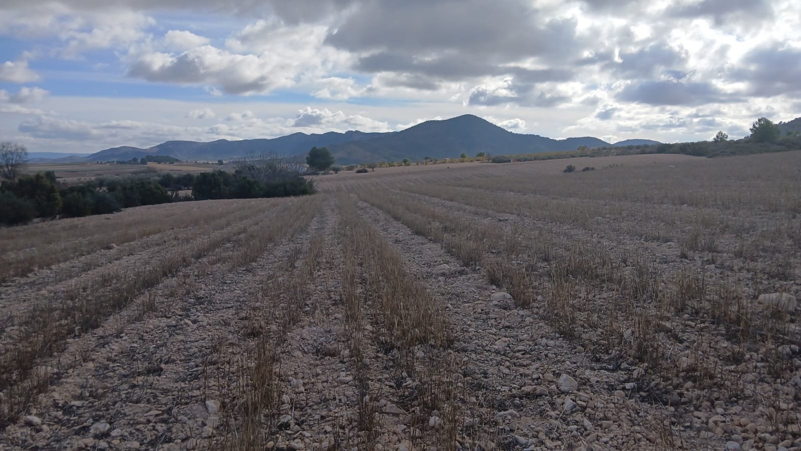 110,000 m² Land in Yecla - Caza De Casa