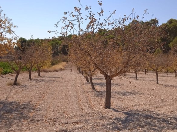 Land in Pinoso - Caza De Casa