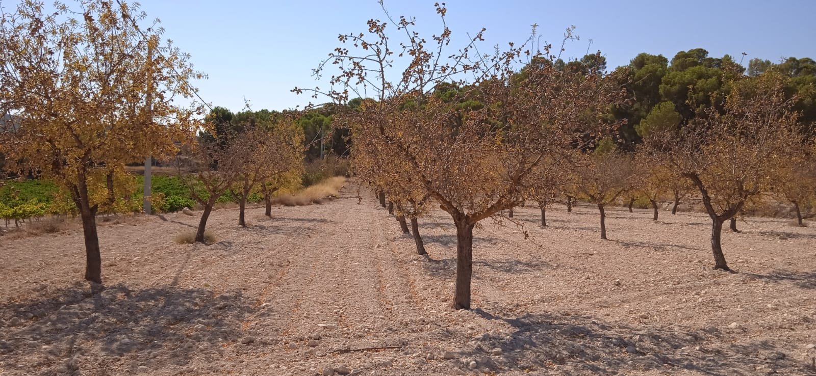 Land in Pinoso - Caza De Casa