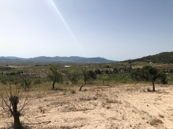 31,486 m² Land in Yecla - Caza De Casa