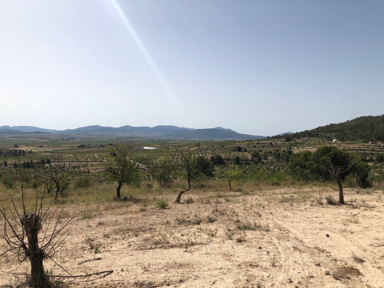 31,486 m² Land in Yecla - Caza De Casa
