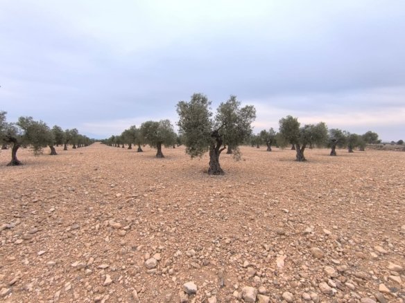 24,000 m² Land in Yecla - Caza De Casa