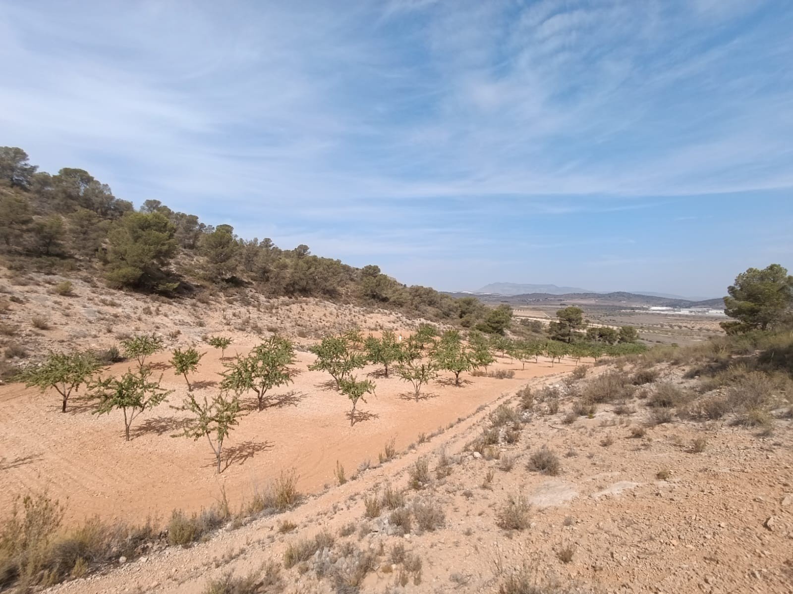 Land in Abanilla - Caza De Casa