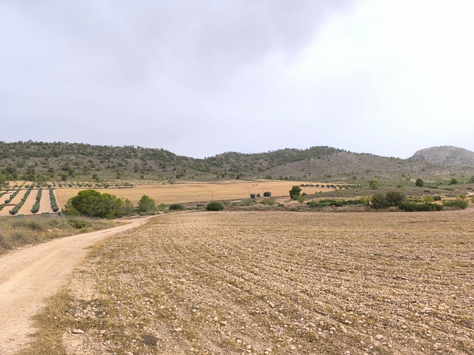Land in Yecla - Caza De Casa