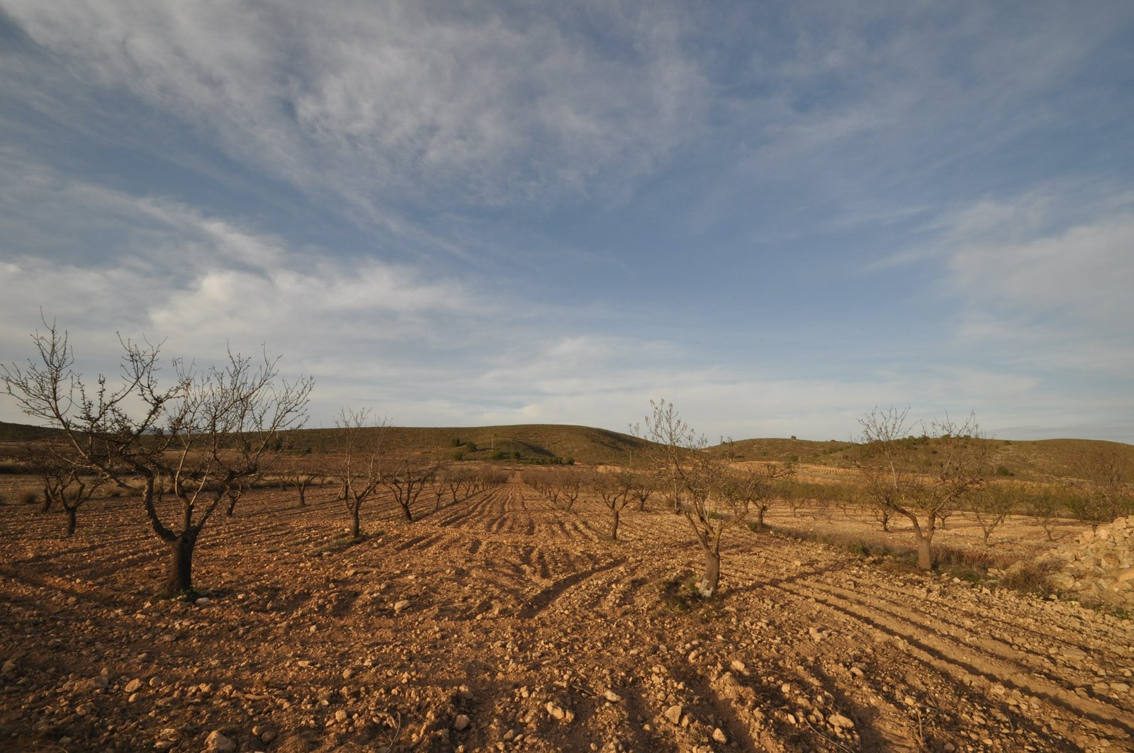 Land in Abanilla - Caza De Casa